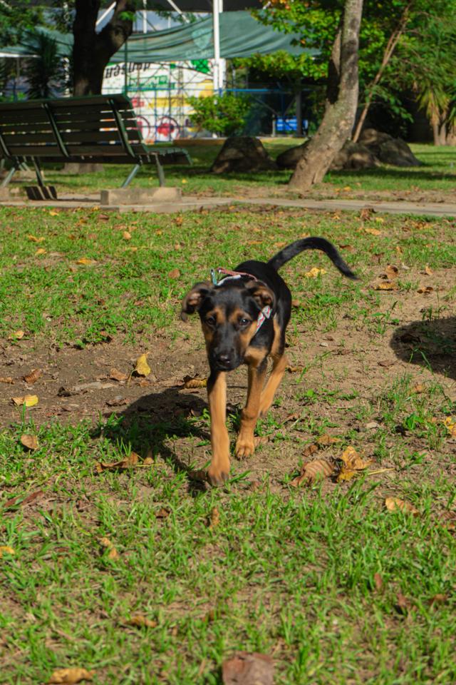 Fotografía de mascotas